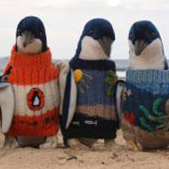 The Phillip Island Penguin Foundation recently ran a best jumper competition as part of its Knit for Nature initiative.
