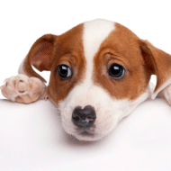 The Ceva Animal Welfare Awards takes place on Wednesday.