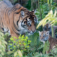 Melati with cubs