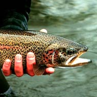 Image rainbow trout