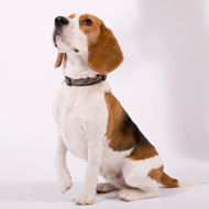 Image beagle