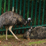 Emus Queenie and Edmund have been rehomed at Heligan gardens in Cornwall.