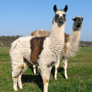 The Government is consulting over a new statutory camelid TB scheme.