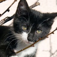 The RSPCA has warned of a cat crisis in the UK with its own rehoming centres at full capacity. Its says more cats are coming in and less are being rehomed.