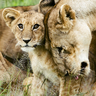 The living walls project aims to stop lions attacking Maasai livestock and the retaliative killings of lions by the Maasai people.