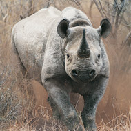A conference to debate the legalisation of rhino horn trade is taking place in South Africa. 
