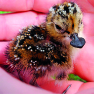 Spoon-billed Sandpiper