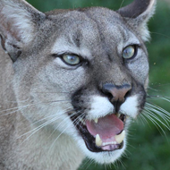 Barriers in parks on the US/Mexican border are having more impact on the movement of pumas and coati, than they are on the human illegal activity they were put up to stop, researchers claim.