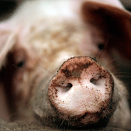 The Royal College of Pathologists is concerned that closure of Animal Health Laboratories could leave the UK vulnerable to African Swine Fever and Porcine Epidemic Diarrhoea. 