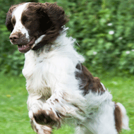 The University of Glasgow study found more than half of working spaniels had suffered tail injuries in the past year. It recommended docking puppy tails to reduce injury risk.