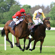 The Horserace Betting Ley Board is inviting applications for veterinary research grants.
