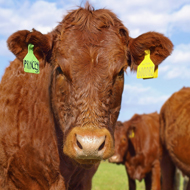 A £1m study into the extent to which badgers are reponsible for spreading the disease to cattle has been announced by the University of Glasgow.