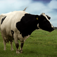 Image cow