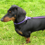 A Dachshund, similar to the one that has been cloned and which will feature on tonight's Channel 4 documentary.