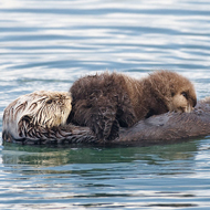 Sea Otters off the coast of America have been exposed to the H1N1 flu virus, scientists have said.