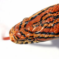 Image corn snake