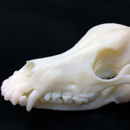 dog with temporomandibular joint (TMJ) ankylosis