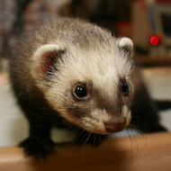 ferret