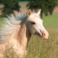 horses