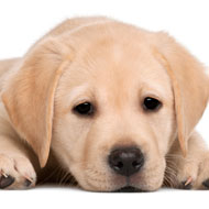 Labrador puppy