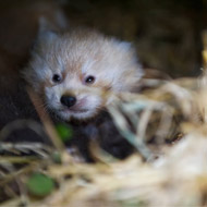 Red panda cub - credit Alex Riddell