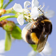 bee on flower