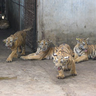 tiger farm