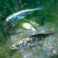 three-spined stickleback fish