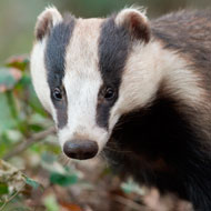 badger