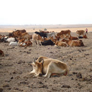 cattle kenya