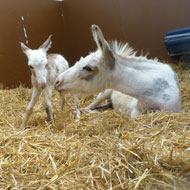 mini foal