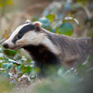 badger