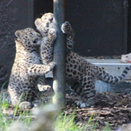 Amur leopards - Credit: Nikki Williscroft