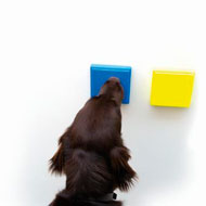 dog using prototype buttons