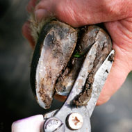 Horse having hoof trimmed