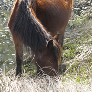 Grazing horse