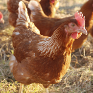 chicken in a field