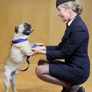 Alfie the pug with BA crew Helena