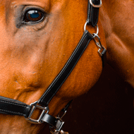 Horse close up