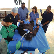 Sharon Redrobe performing an advanced operation on Shufai and injured gorilla