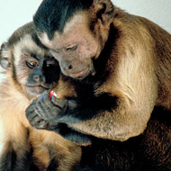 Two monkeys 