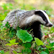 Badger