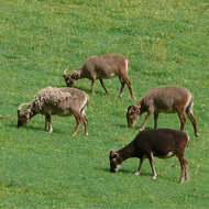 Wild sheep in field