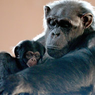 baby chimp with mum