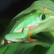 Morelet's leaf frog on a leaf