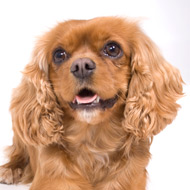 cavalier king charles spaniel