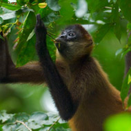 spider monkey in trees