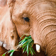 African elephant eating grass