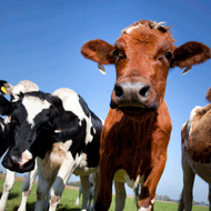 Cows in a field