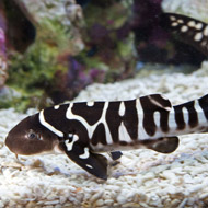 Zebra fish